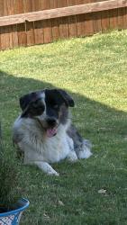 Found/Stray Male Dog last seen Storage Units behind West End Grill, Cleburne, TX 76033