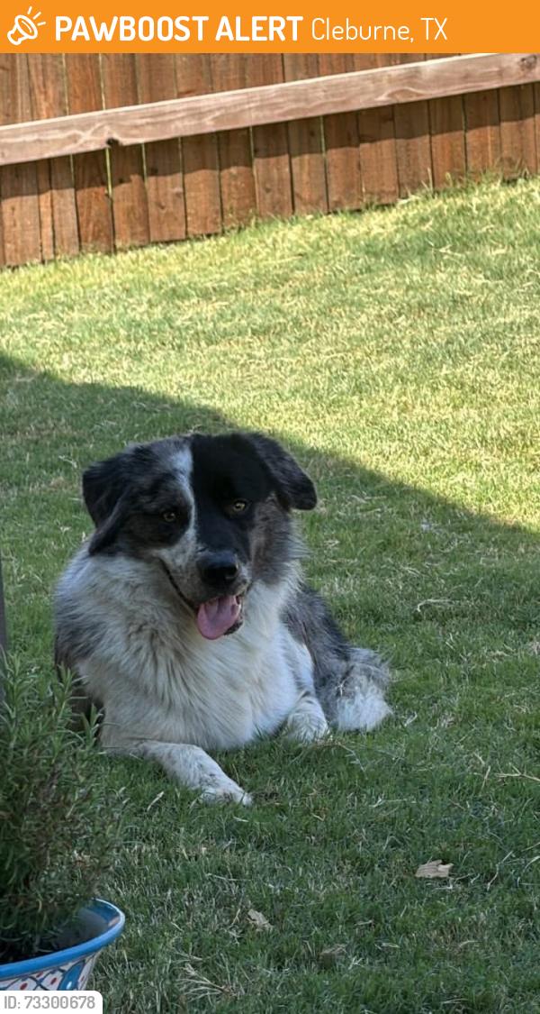 Found/Stray Male Dog last seen Storage Units behind West End Grill, Cleburne, TX 76033
