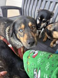 Lost Male Dog last seen Corner at Ponderosa and Cattail, Harker Heights, TX 76548