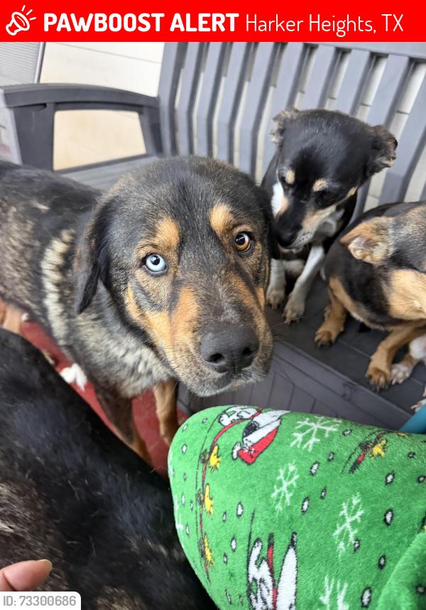 Lost Male Dog last seen Corner at Ponderosa and Cattail, Harker Heights, TX 76548