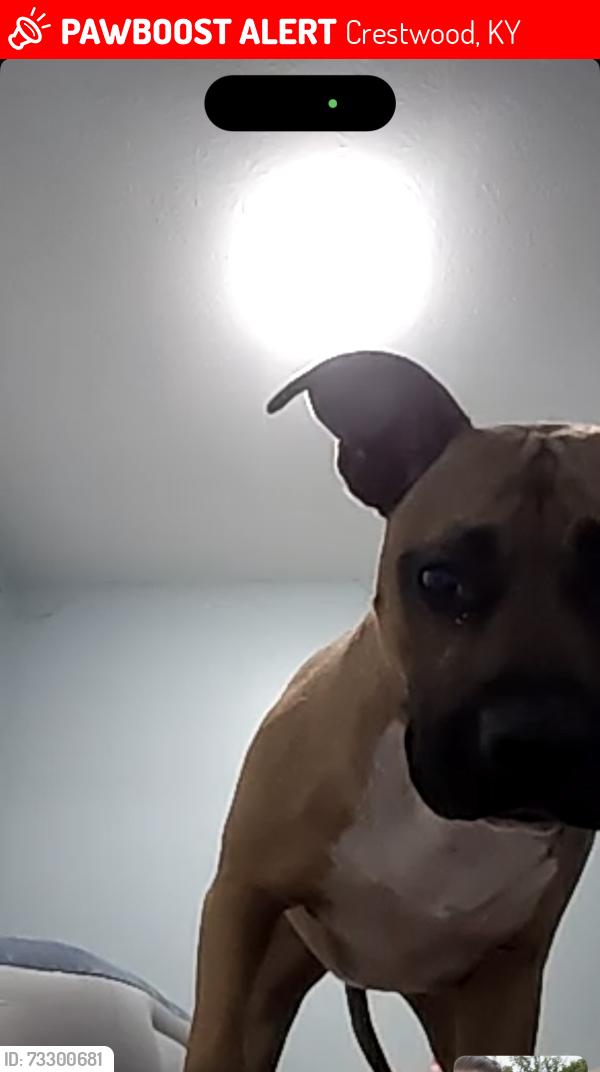 Lost Male Dog last seen Near harvest dr, Crestwood, KY 40014