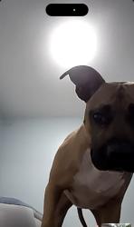 Lost Male Dog last seen Near harvest dr, Crestwood, KY 40014