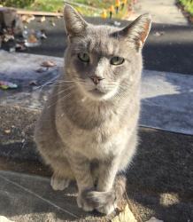 Lost Male Cat last seen Brookfield St. and Orangelawn, Livonia, MI 48150