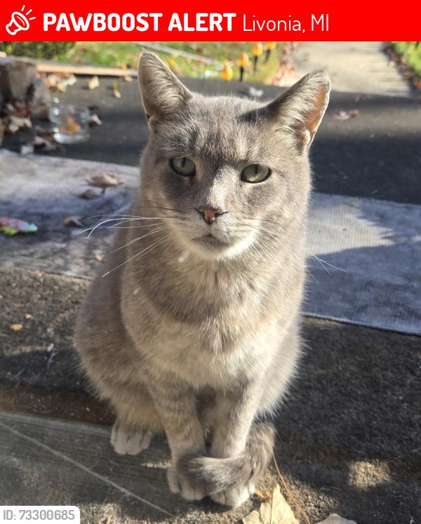 Lost Male Cat last seen Brookfield St. and Orangelawn, Livonia, MI 48150