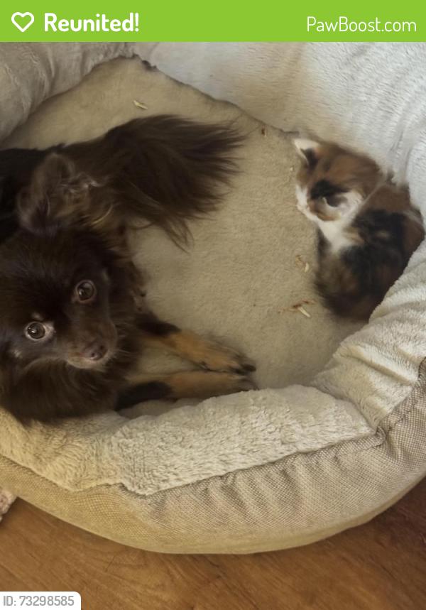Reunited Female Dog last seen Shell gas station campo rd, Spring Valley, CA 91977