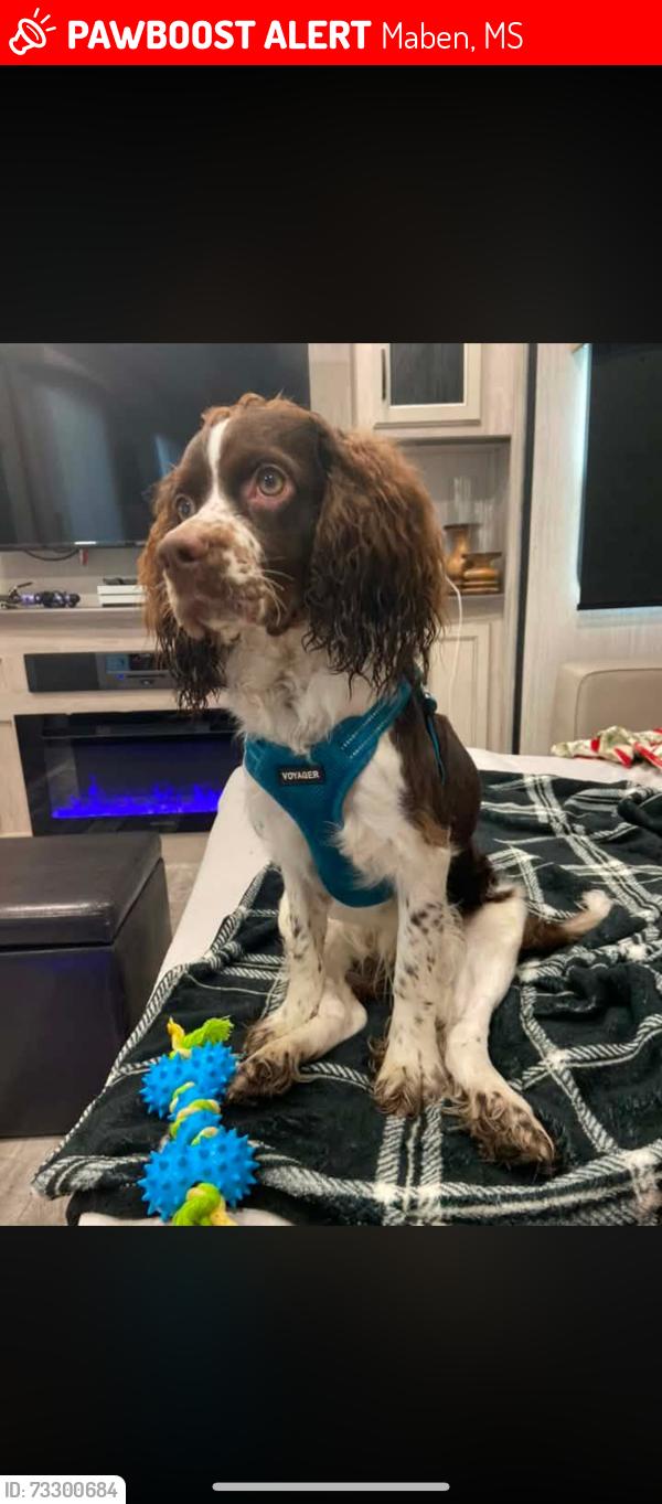 Lost Male Dog last seen HWY 15, Maben, MS 39750