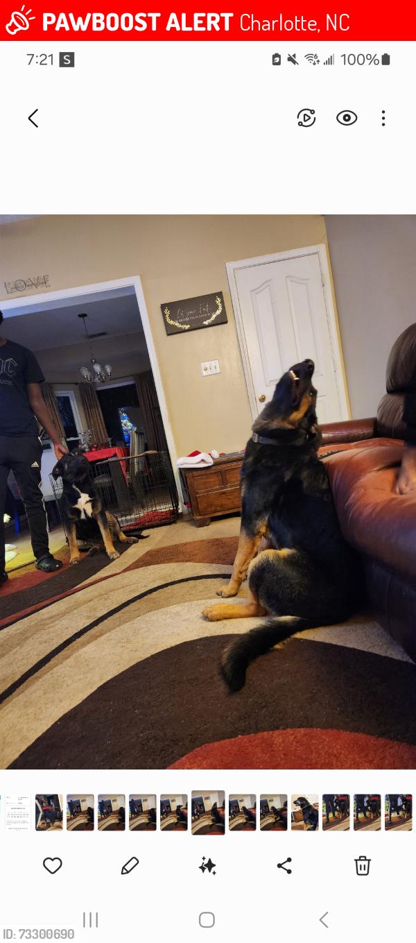 Lost Male Dog last seen Mineral Ridge Way, Charlotte, NC 28269