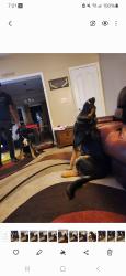 Lost Male Dog last seen Mineral Ridge Way, Charlotte, NC 28269