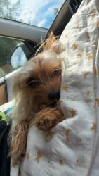 Lost Male Dog last seen Enclave dr Southaven, Southaven, MS 38672