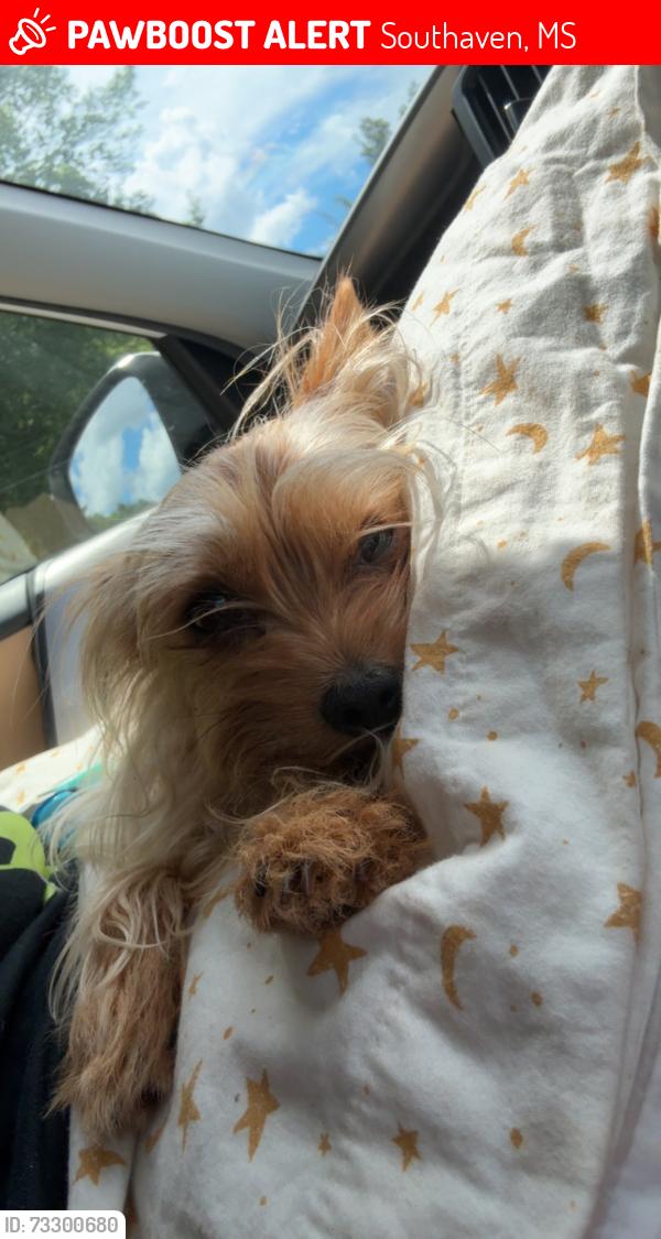 Lost Male Dog last seen Enclave dr Southaven, Southaven, MS 38672