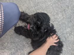Reunited Female Dog last seen Brazoria park, San Antonio, TX 78254