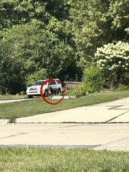 Found/Stray Unknown Dog last seen heading down n. hawthorne towards n. briarcliff dr, Appleton, WI 54915
