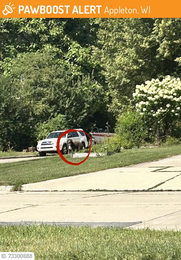 Found/Stray Unknown Dog last seen heading down n. hawthorne towards n. briarcliff dr, Appleton, WI 54915