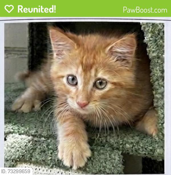 Reunited Male Cat last seen Near Roe Ave, Overland Park, KS 66207, USA, Overland Park, KS 66207
