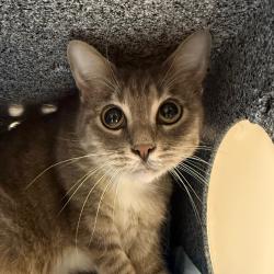 Shelter Stray Female Cat last seen , 328 Furman Hall Rd, Greenville, SC 29609, USA