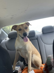Reunited Male Dog last seen 21st ter and 19th intersection, Fort Lauderdale, FL 33311
