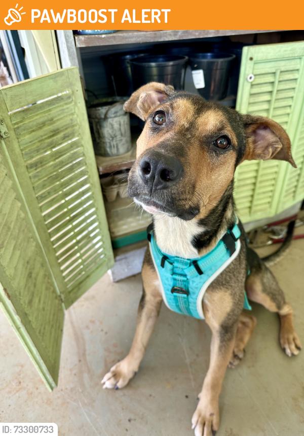 Found/Stray Female Dog last seen Sloan Road and Edward’s Store Road, Spartanburg County, SC 29651