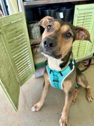 Found/Stray Female Dog last seen Sloan Road and Edward’s Store Road, Spartanburg County, SC 29651