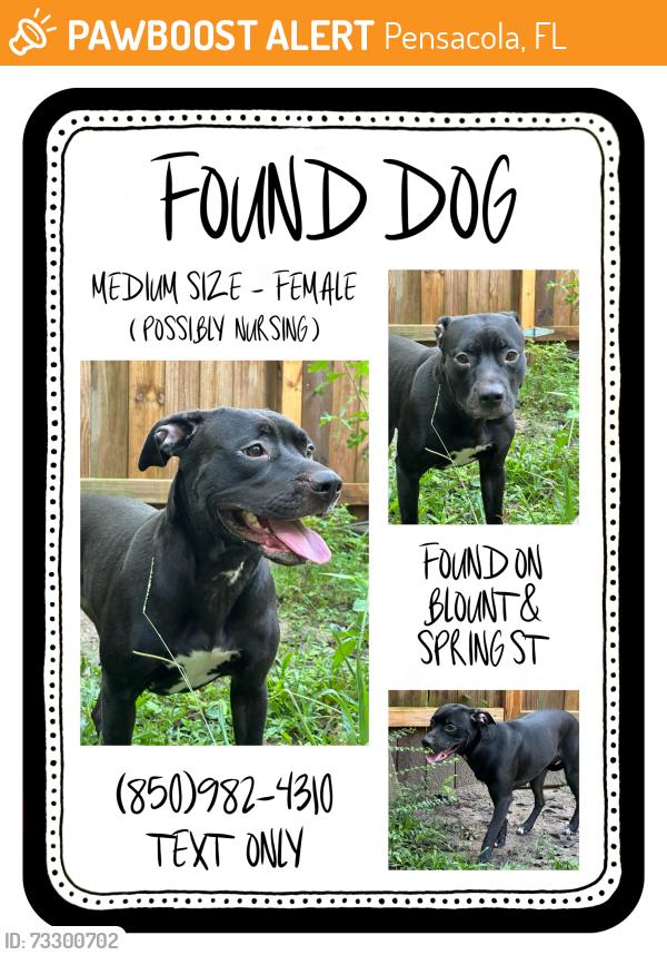 Found/Stray Female Dog last seen Spring street/blount street north hill pensacola, Pensacola, FL 32501