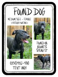Found/Stray Female Dog last seen Spring street/blount street north hill pensacola, Pensacola, FL 32501
