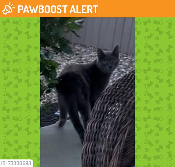 Found/Stray Unknown Cat last seen Union and Fraser Valley, Colorado Springs, CO 80924