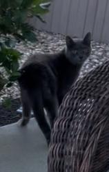 Found/Stray Unknown Cat last seen Union and Fraser Valley, Colorado Springs, CO 80924