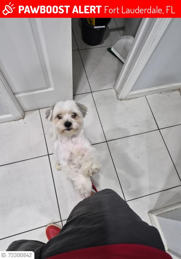Lost Male Dog last seen Ivory's, Fort Lauderdale, FL 33311