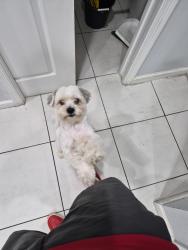 Lost Male Dog last seen Ivory's, Fort Lauderdale, FL 33311