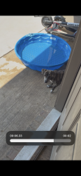 Found/Stray Male Dog last seen Nicole way, Fort Worth, TX 76028