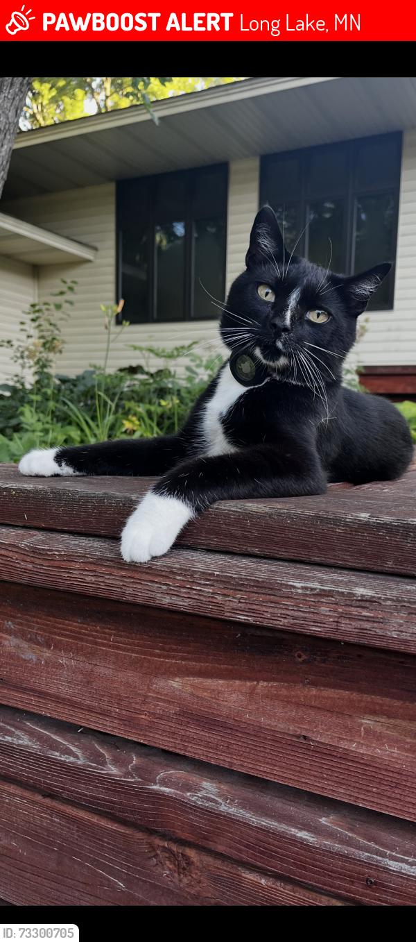 Lost Male Cat last seen Long Lake, MN near Country Club Lane, Long Lake, MN 55356