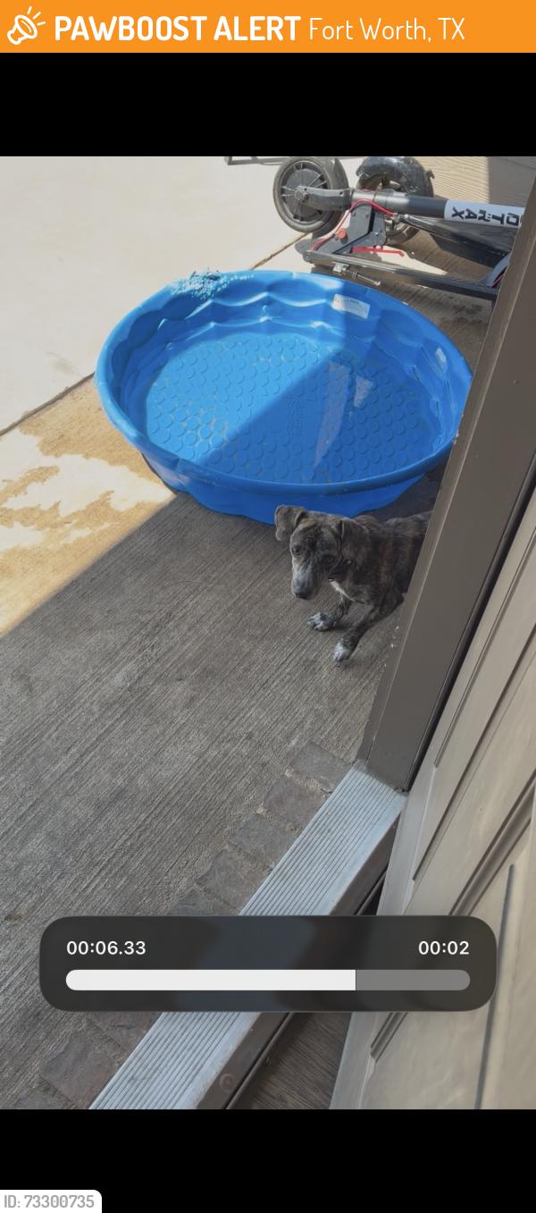 Found/Stray Male Dog last seen Nicole way, Fort Worth, TX 76028