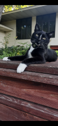 Lost Male Cat last seen Long Lake, MN near Country Club Lane, Long Lake, MN 55356