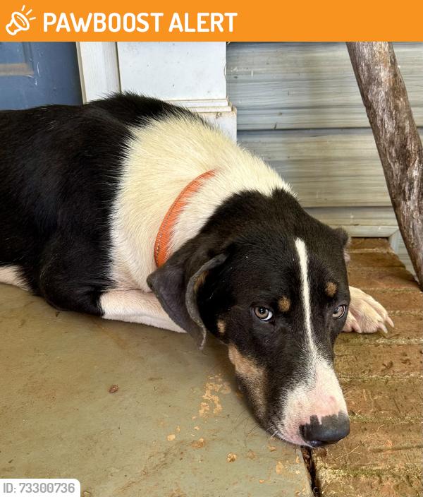 Found/Stray Female Dog last seen Sloan Road and Edward’s Store Road, Spartanburg County, SC 29651