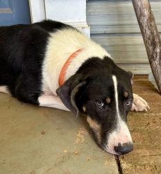 Found/Stray Female Dog last seen Sloan Road and Edward’s Store Road, Spartanburg County, SC 29651