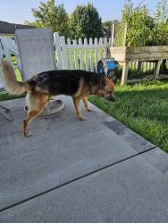 Reunited Male Dog last seen 21st and Country Club Road, Indianapolis, IN 46234