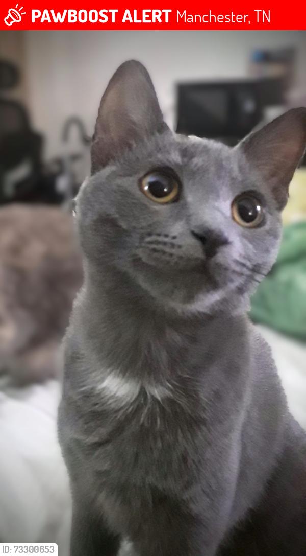Lost Female Cat last seen Southern Inn, Manchester, TN 37355