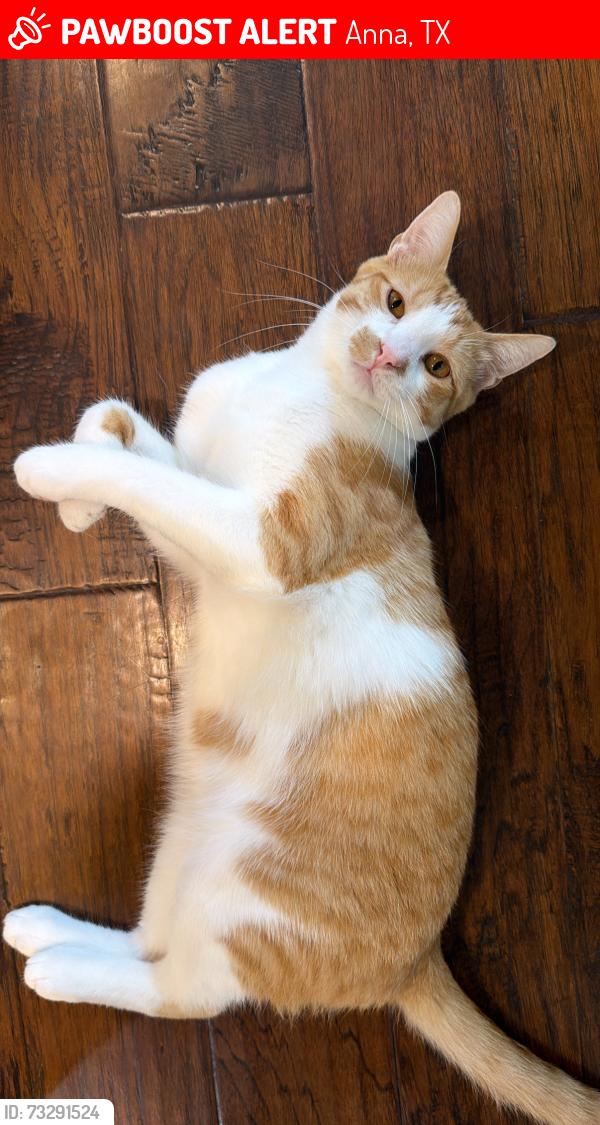 Lost Male Cat last seen hse, Anna, TX 75409