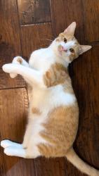 Lost Male Cat last seen hse, Anna, TX 75409