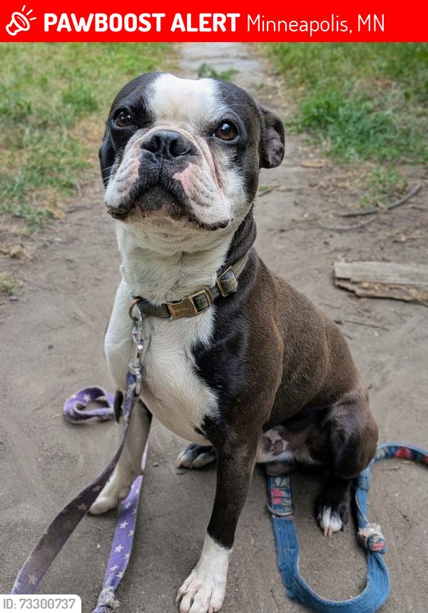 Lost Male Dog last seen 7th St N and 1st Ave N, Minneapolis, MN 55402