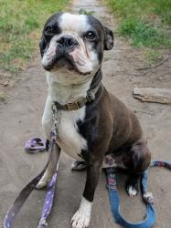 Lost Male Dog last seen 7th St N and 1st Ave N, Minneapolis, MN 55402