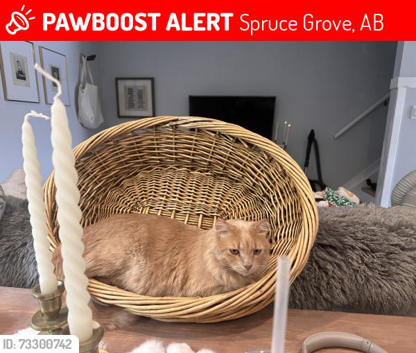Lost Male Cat last seen Woodhaven/Queen Street, Spruce Grove, AB 