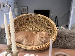 Lost Male Cat last seen Woodhaven/Queen Street, Spruce Grove, AB 
