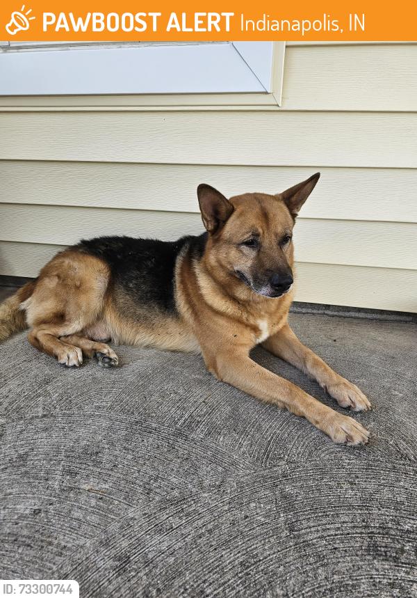 Found/Stray Male Dog last seen 21st and Country Club Road, Indianapolis, IN 46214
