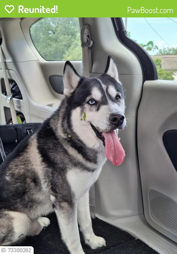 Reunited Male Dog last seen Mariner Blvd between Santee and Oneida street, Spring Hill, FL 34609
