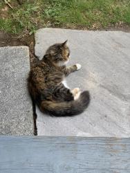 Lost Female Cat last seen Warrenton, Hartford, CT 06105