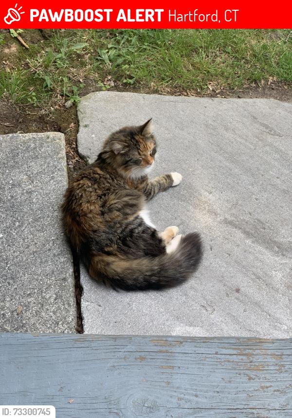 Lost Female Cat last seen Warrenton, Hartford, CT 06105