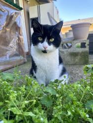 Lost Male Cat last seen Se 62nd Ave and Se Fern Ave near cul-de-sac, Portland, OR 97206