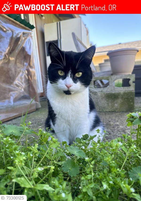 Lost Male Cat last seen Se 62nd Ave and Se Fern Ave near cul-de-sac, Portland, OR 97206