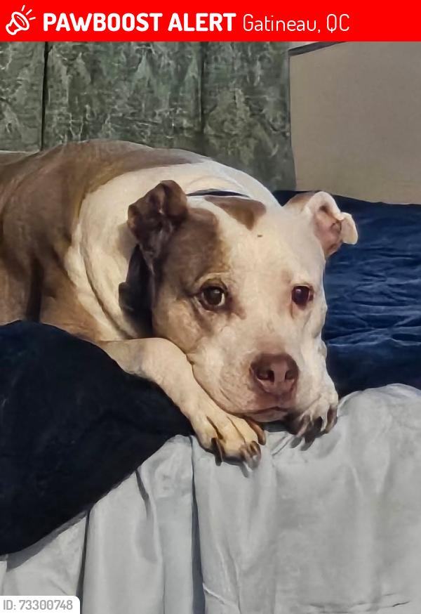 Lost Female Dog last seen Alexandria bridge, Gatineau, QC 