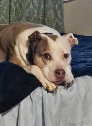 Lost Female Dog last seen Alexandria bridge, Gatineau, QC 